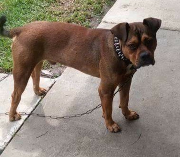 The right side of a brown with black Bullboxer Pit with wrinkles on its head, is wearing a black spiked collar, it is standing across a sidewalk, on a chain and next to a yard.
