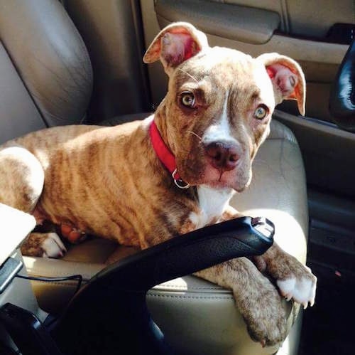 A Bulloxer puppy wearing a red collar sitting on the drivers seat of a car looking over at the camera