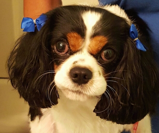 Close Up head shot - Paris the Cavalier King Charles Spaniel has a blue ribbon above each ear