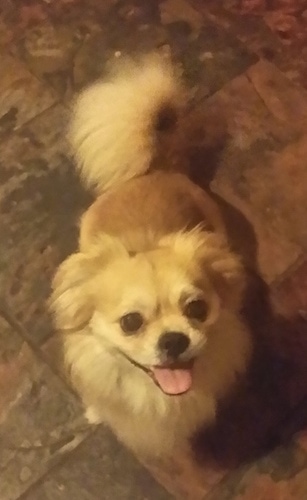 Chester the Cheeks sitting on a tile floor