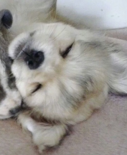 Close-up head shot - Chester the Cheeks puppy sleeping with a face that looks like a stuffed toy