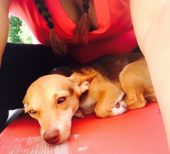 Side view - A sleepy-looking, short-haired, perk-eared, small breed, tan, white with black dog laying down outside on a red lawn chair with a lady in braids and a hot pink shirt leaning over it to take the picture. The dog's large ears are pinned back against its head.