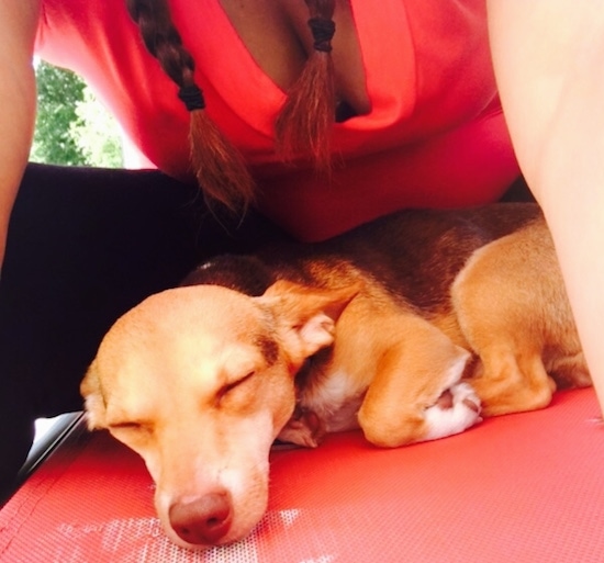 Side view - A sleeping, short-haired, perk-eared, small breed, tan, white with black dog laying down outside on a red lawn chair with a lady in braids and a hot pink shirt leaning over it to take the picture. The dog's large ears are pinned back against its head and is front paws are curled under itself.