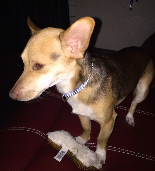 Side view - A short-haired, perk-eared, small breed, tan, white with black dog standing on a brown leather couch with a brown and white plush bone toy next to its front paws. The dog has very large ears and a brown nose.