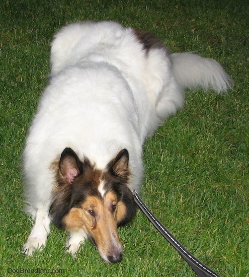 A long-snouted, large-breed long-coated furry dog with perk ears a white body and brown and black on its head laying down in the grass looking to the right. The dog has an eye infection.