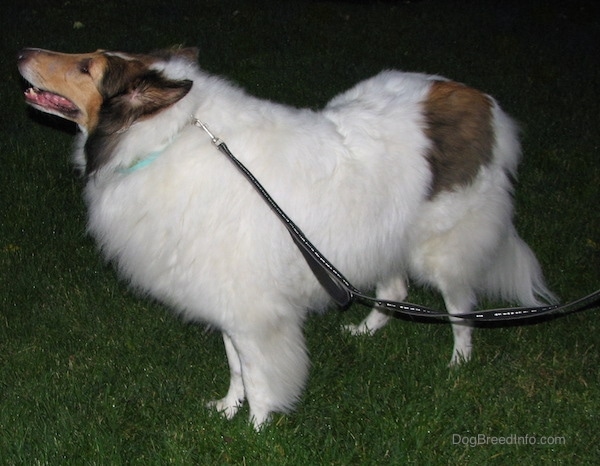 Side view - A long-snouted, large-breed long-coated furry dog with perk ears a white body and brown and black on its head standing in the grass facing the left.