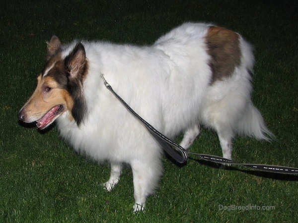 Side view - A long-snouted, large-breed long-coated furry dog with perk ears a white body and brown and black on its head standing in the grass facing the left.