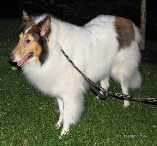 Side view - A long-snouted, large-breed long-coated furry dog with perk ears a white body and brown and black on its head wearing a black leash standing in the grass facing the left looking slightly downward.
