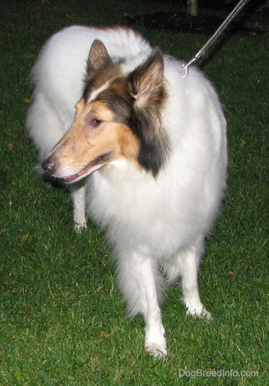 Front view - A long-snouted, large-breed long-coated furry dog with perk ears a white body and brown and black on its head standing in the grass looking to the left.
