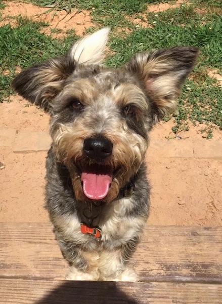 View from the front - A medium-sized gray, tan and white, large perk-eared, low to the ground dog standing outside with his front paws on a deck and his back end in the dirt with grass behind him looking up. His mouth is open, tongue showing and he looks happy.