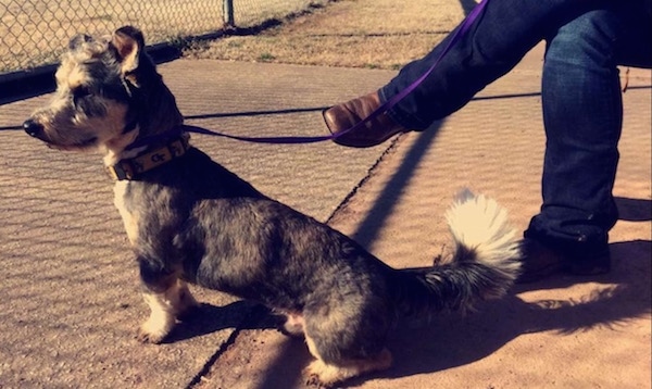 A medium-sized gray, tan and white, large perk-eared, low to the ground dog on purple leash sitting outside on pavement with a human wearing boots and blue jeans sitting on a bench behind him. There is a chain link fence in front of it.