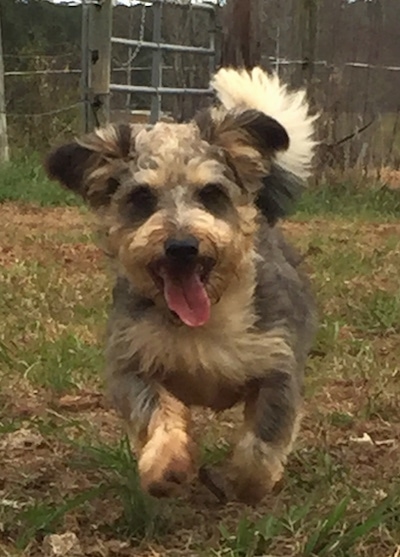 Action shot view from the front - A medium-sized gray, tan and white, large perk-eared, low to the ground dog running towards the camera. There is a fence with a farm gate behind it