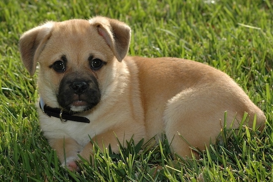 Griffin the Corgi Pug puppy wearing a black collar laying down in grass and looking at the camera holder