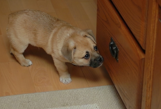 Griffin the Corgi Pug puppy is standing on a hardwood floor peering around a dresser with wide curious eyes