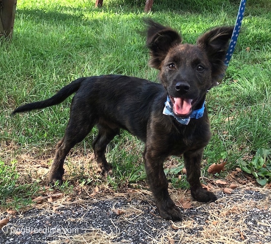 A brindle mixed breed puppy is standing in grass and it is looking to the left. Its mouth is open and tongue is out. It has longer hair on its perk-fringe ears