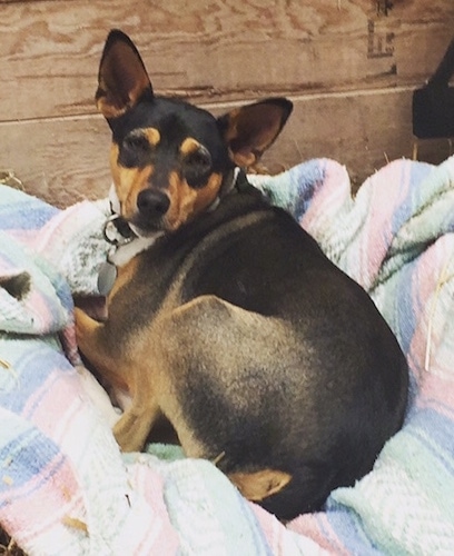 Close up - A perk-eared, tricolor, black, tan and white terrier dog laying down on a blanket in front of a wooden barn wall.