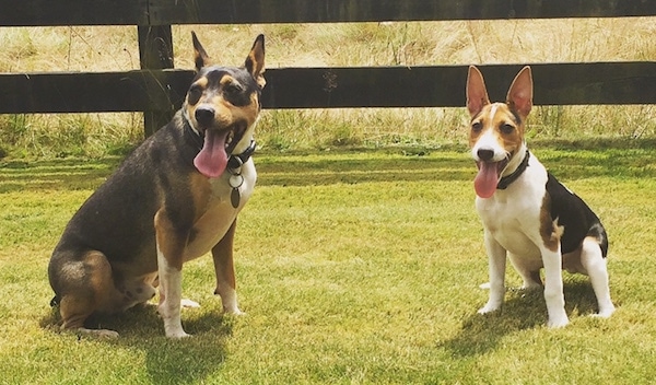 Two dogs sitting side by side in a grassy yard in front of a wooden fence - A perk-eared, tricolor, black, tan and white terrier dog sitting in the grass next to a tan, white and black dog that is a little smaller than he is.