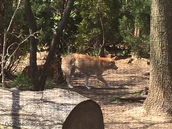 A dingo walking in the woods