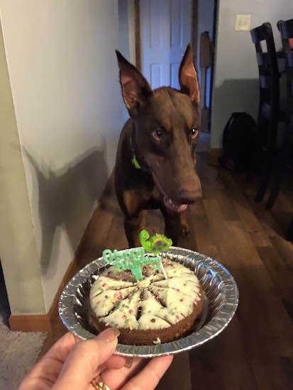 Ike the brown and tan Doberman pinscher is standing in front of a person who has a cake with green candles on it in an aluminum pan. They are holding it in Ikes face