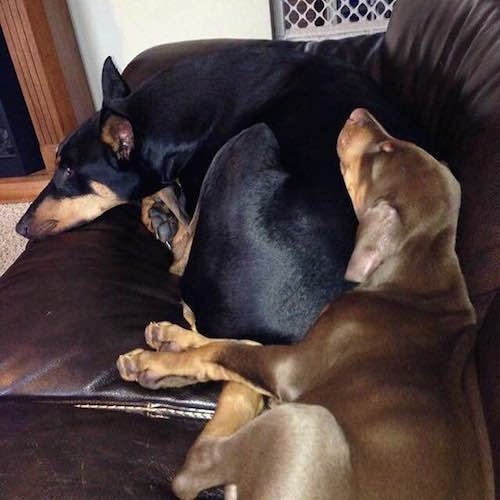 Ike the brown Doberman Pinscher is sleeping on the back of Nina the black and tan Doberman pinscher on a brown leather couch