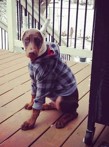 Ike the brown Doberman pinscher puppy has his ears taped up and he is wearing a jacket. Ike is sitting on a wooden deck and there is snow all over the ground behind him.
