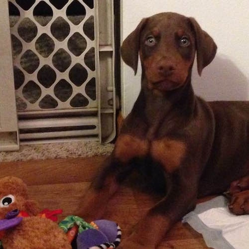 Ike the brown and tan Doberman pinscher Puppy is laying in a room next to a pee pad. There is a bunch of plush toys in front of him and a baby gate behind him.