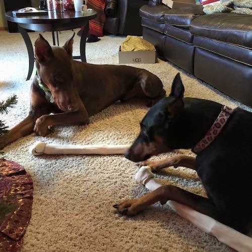 Nina the black and tan Doberman pinscher and Ike the Brown doberman pinscher are laying on a carpet with rawhide bones next to them. There is a Christmas tree in front of them, a black leather couch next to them and a coffee table behind them.