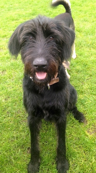 Sacha the Dobie Schnauzer is sitting in a yard and looking at the camera holder