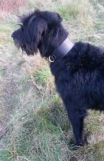 Sacha the Dobie Schnauzer is wearing a thick leather collar and standing outside in tall grass and looking to the left