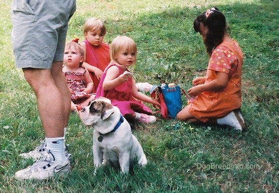 Spike the Bulldog as a puppy sitting on grass looking up at an adult with a baby, toddler and two little kids behind him