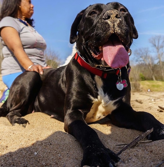 Front side view from down low looking across at the dog - A large breed, black with white mastiff type dog laying in sand with sand on its nose and its large wide tongue hanging out. There is a lady sitting on the ground behind the dog with her hand on its back.