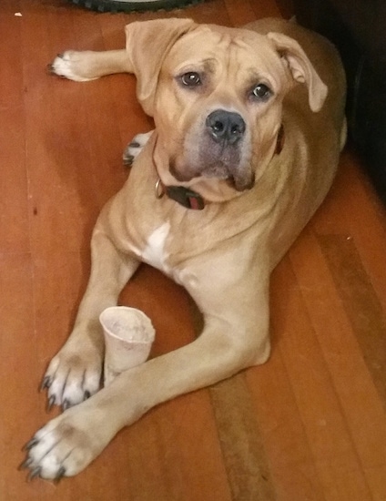 View from the top looking down at the dog - a tan with a small amount of white and black coloring, natural rose eared dog sitting on a hardwood floor with a bone between its front paws looking up.