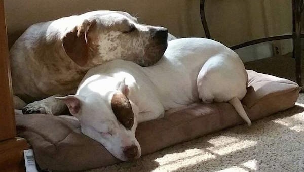 Two large, bully-mastiff type dogs laying on a dog bed. One dog is white with a patch of brown over one eye sleeping on the bottom of the bed and the second dog is white with a lot of brown ticking and brown ears and it has its head on top of the other dog.