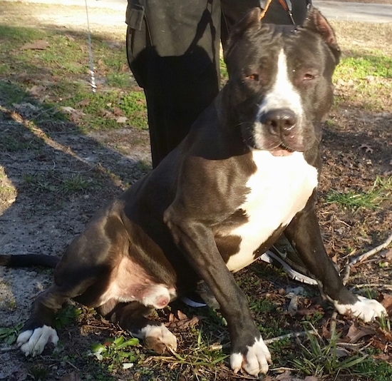 A large, bully-mastiff type, black dog with a white chest and white on its snout and paws sitting in grass in front of a person. The dog has cropped ears and slanty deep eyes. The dog is not yet full grown.