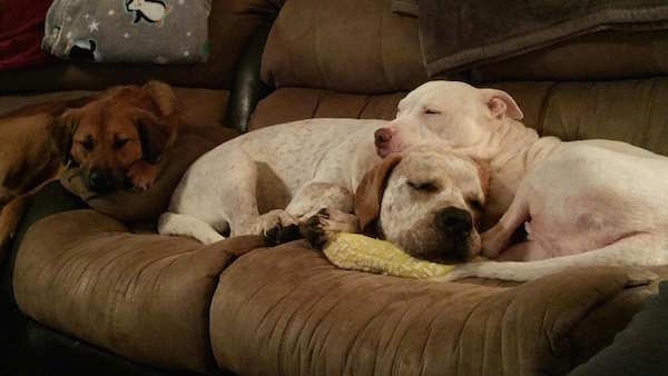 Three large breed dogs laying on a brown couch, a brown with black dog, a white with brown dog and a white dog. The white dog has its head on top of the other white dog.