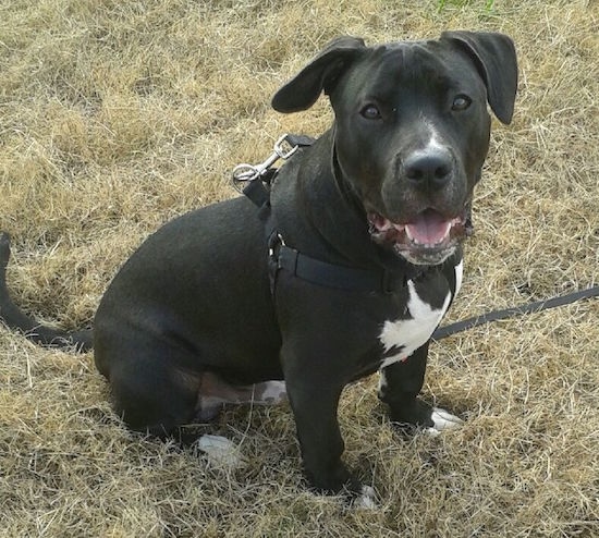 View from above looking down at the dog - a black with white bully-mastiff type dog is wearing a black harness sitting in grass looking up at the camera looking happy with its mouth open.