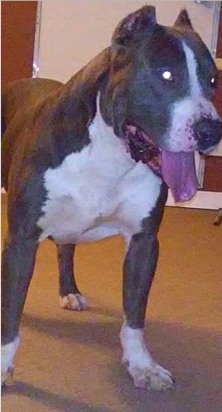 Front side view - A blue with white large-breed, bully-mastiff type dog standing on a tan carpet looking to the right with its tongue hanging out.