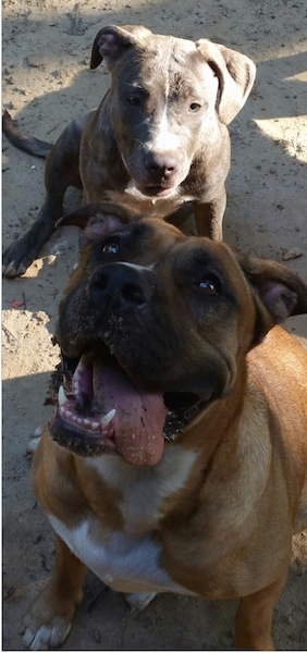 view from the front looking down at two bully-mastiff type dogs sitting in sand, a blue and white puppy that is looking straight ahead sitting behind an adult tan with white and black dog that has its tongue hanging off to the right of its mouth and is also looking up and to the left. The adult dog has dirt on its tongue.