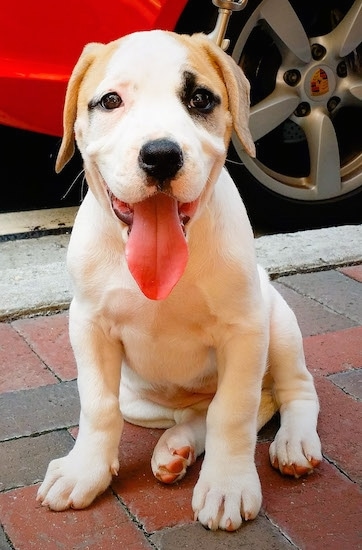 Front view - A white and tan with a small amount of black coloring bully breed puppy sitting on a brick sidewalk in front of a red car looking happy with its tongue hanging out. Its ears are tan, its body is white and it has some black near each eye.