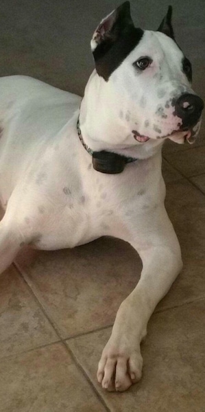 A white with black, large-breed, mastiff type dog laying down on a tan tiled floor looking to the right. The dog has black cropped ears and a white body with black ticking spots on it.