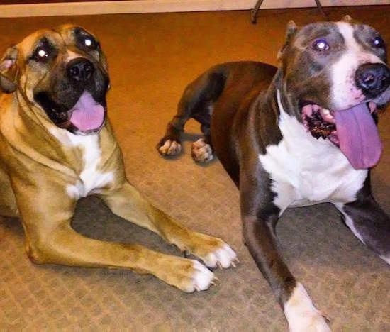 Front-side view - Two large breed mastiff type dogs laying side by side on a tan carpet. One dog is tan with black and white and the other is blue with white. Both dogs have their tongues showing.