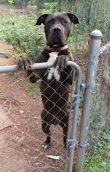 Front view - A large-breed black dog with a white chest is jumped up with its front paws on the gate of a chainlink fence. The dog has natural rose ears.
