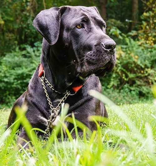 Front view head and upper body shot down low looking head on at the dog - A large breed, natural drop-eared, large-headed, black dog laying in grass looking to the right.