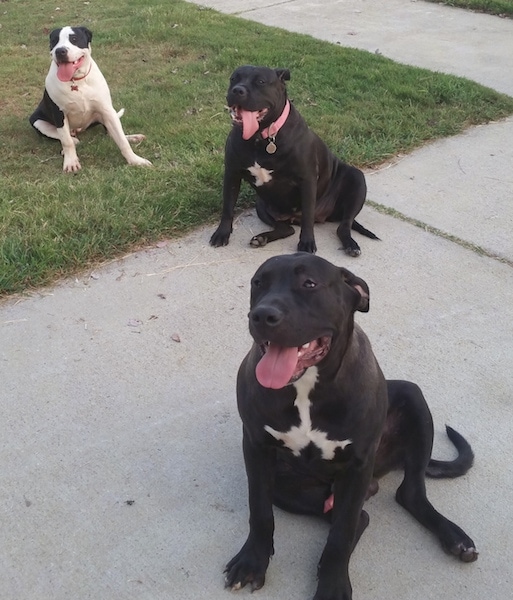 Three large-breed, bully-mastiff type dogs sitting outside on a sidewalk and in grass. One dog is black and white and is sitting in grass an the other two dogs are black with white on their chest and are sitting on a sidewalk.