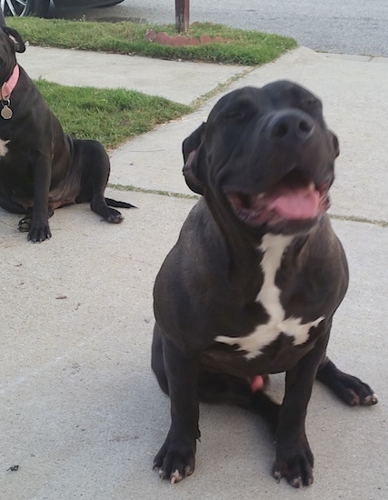 Front view - A large-breed, bully-mastiff type black with white on its chest dog sitting on a sidewalk looking up with its eyes squinted. There is a second black with white dog sitting behind it. 