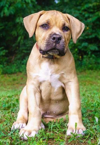 View from the front looking straight at the dog - a tan with a little bit of black and white bully looking puppy sitting in grass looking forward. The puppy has huge paws.