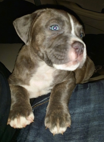 View from the front looking at the front of a blue-eyed, blue with white bully-mastiff type dog that is laying across a person's blue-jeans and looking to the right.