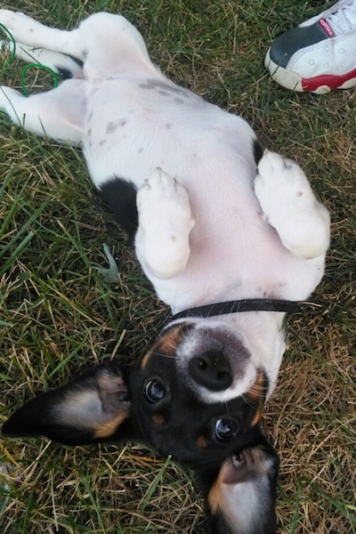 A large eared, up-side down view of a tri color black, tan and white dog laying belly-up in the grass with its paws folded over relaxed on each side of it.