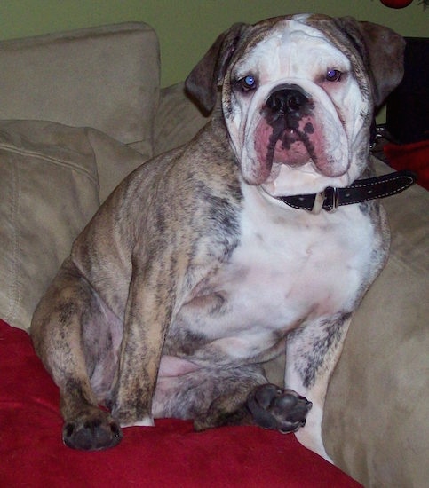 A thick bodied tan brindle English Bulldog with a white face and white chest sitting down on a tan couch