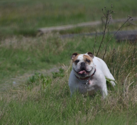 Chicklet the English Bulldog standing next to driftwood